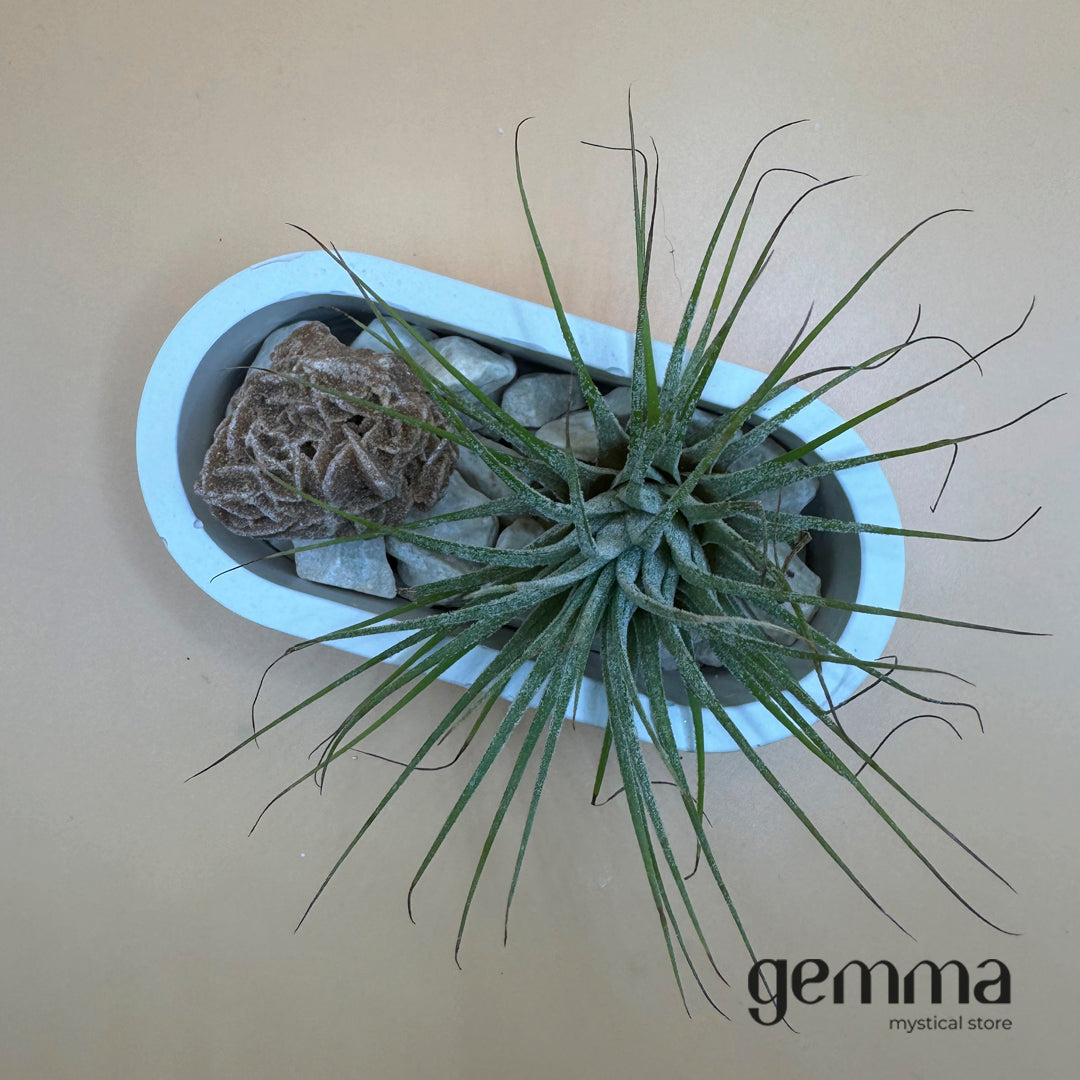 Vaso cerâmica com planta e pedra