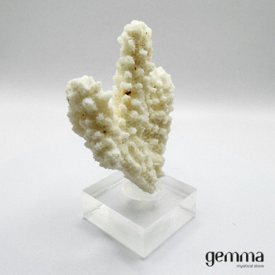 Coral com base - Gemma - Loja de Cristais Coral com base - Gemma - Loja de Cristais